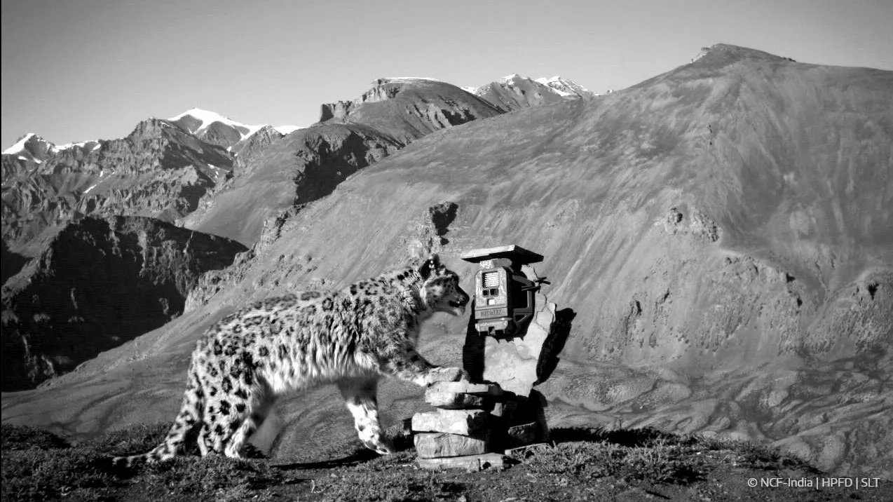 SnowLeopardTrust_India-25